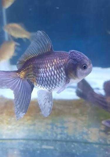 Kinguio Oranda Blue