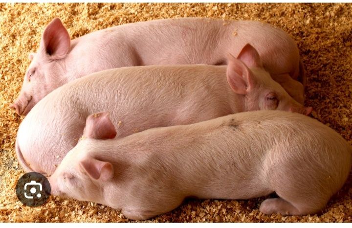 Маленькі поросята