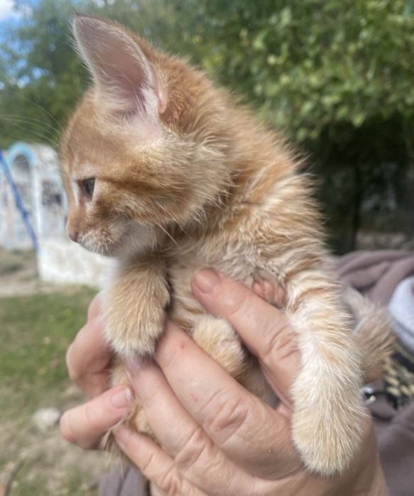 Рудий малюк до 2х міс в добрі  родини