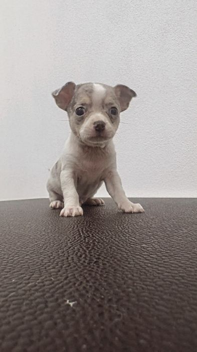 Chihuahua excelente exemplar
