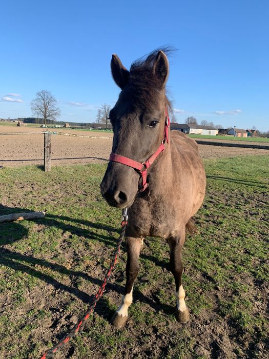 Sprzedam dwie klacze