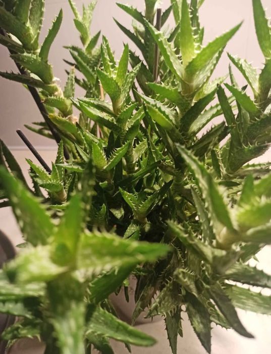 Aloes duży zdrowotny