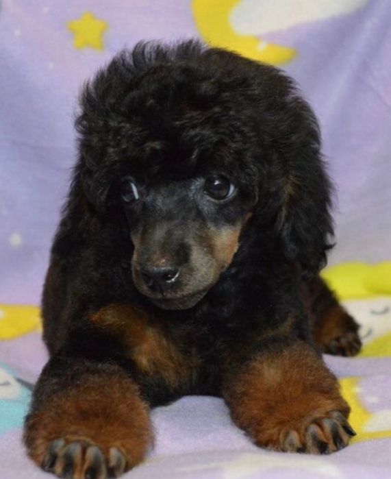 Продаж ексклюзивних пуделят є той та тікапи