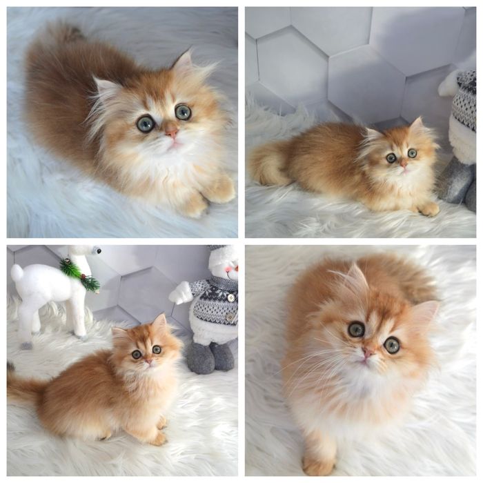 Британська золота шиншила котята