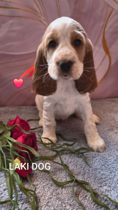 Cocker Spaniel Angielski z domowej hodowli