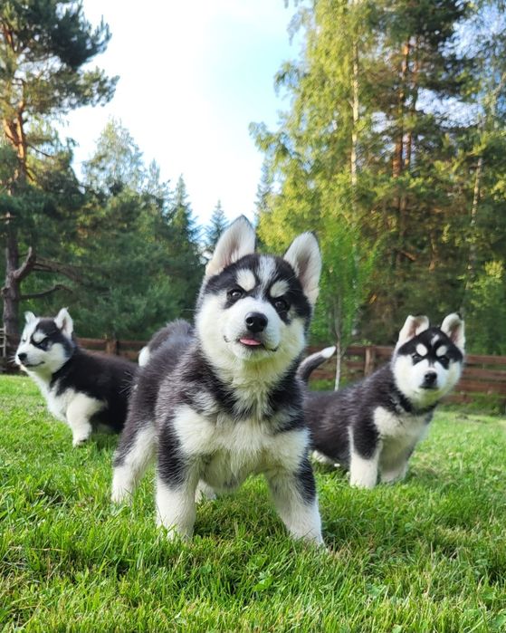 Husky Syberian szczeniak rodowód