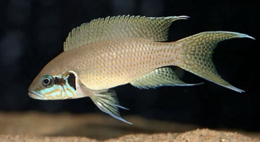 Цихліда neolamprologus brichardi Kiku
