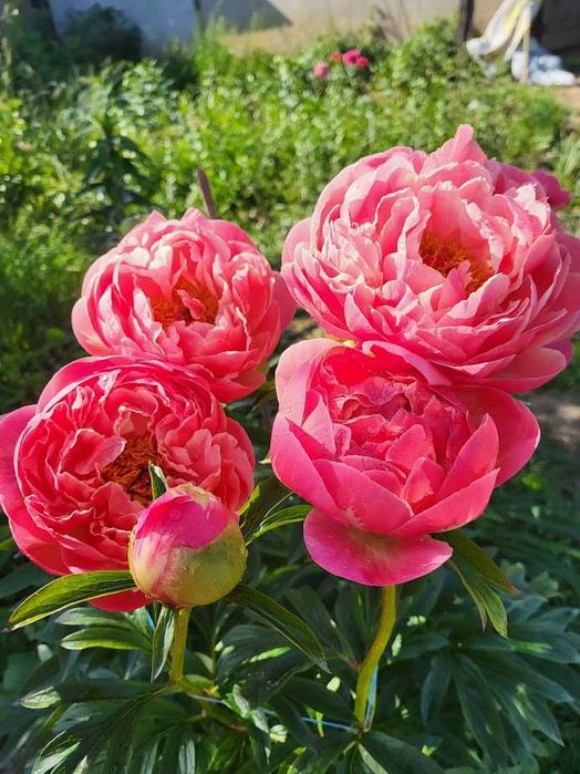 Півонія - королева саду