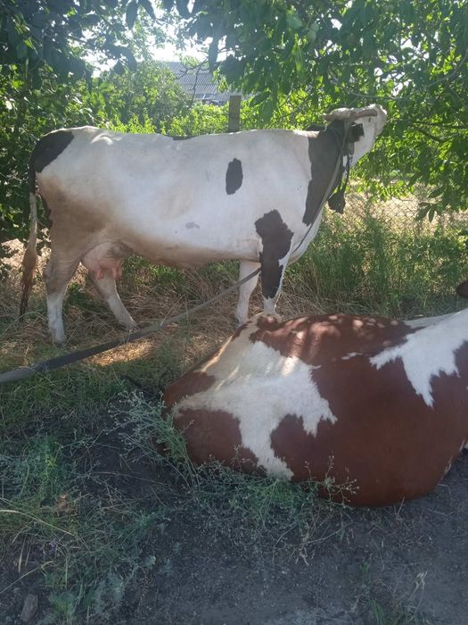Продам коров на хозяйство!