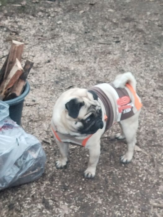 Мопс   шукає   дівчинку