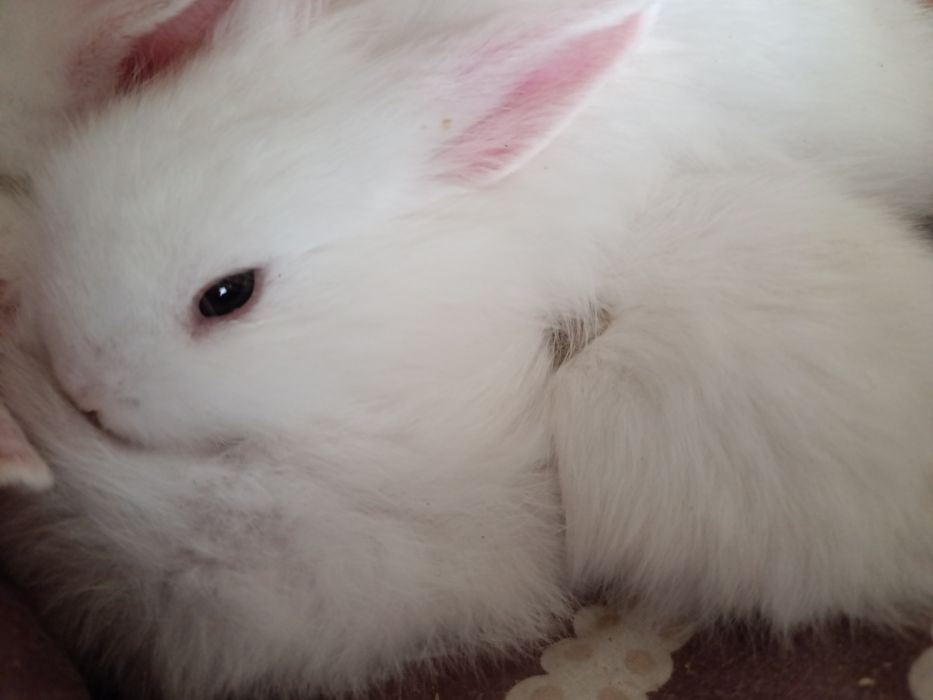Кроленята, декоративни, біленькі