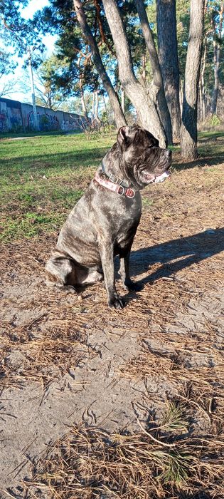 Кане -Корсо ищет невесту