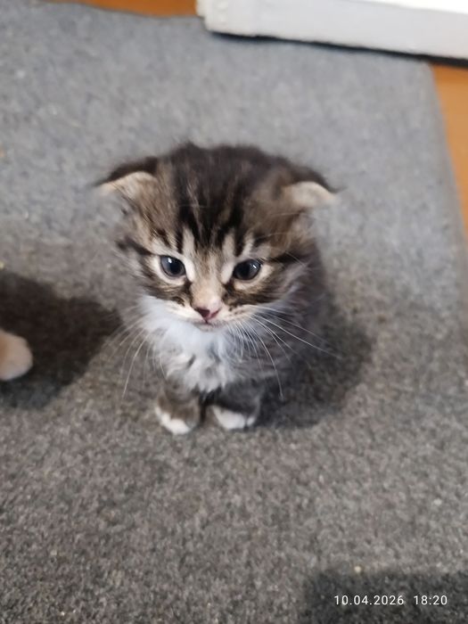 Кошенята веслоухі