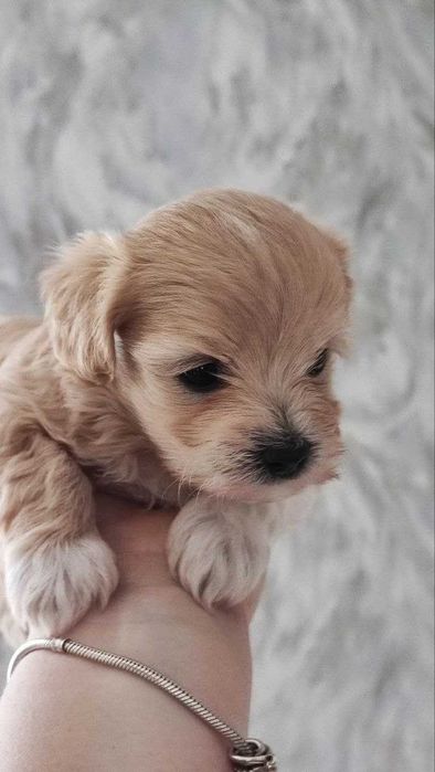 Продам мальтіпу F1 babyface