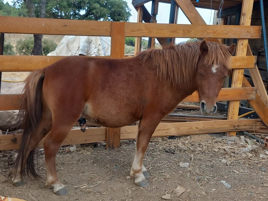 Ponei macho de 3 anos
