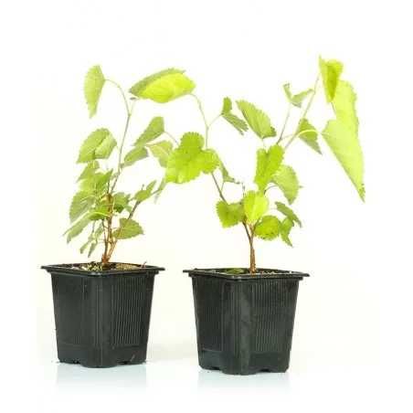 amoreira plantas novas