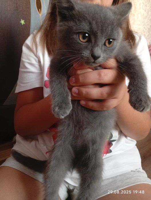 Віддаємо котиків в добрі руки хлопчик і дівчинка