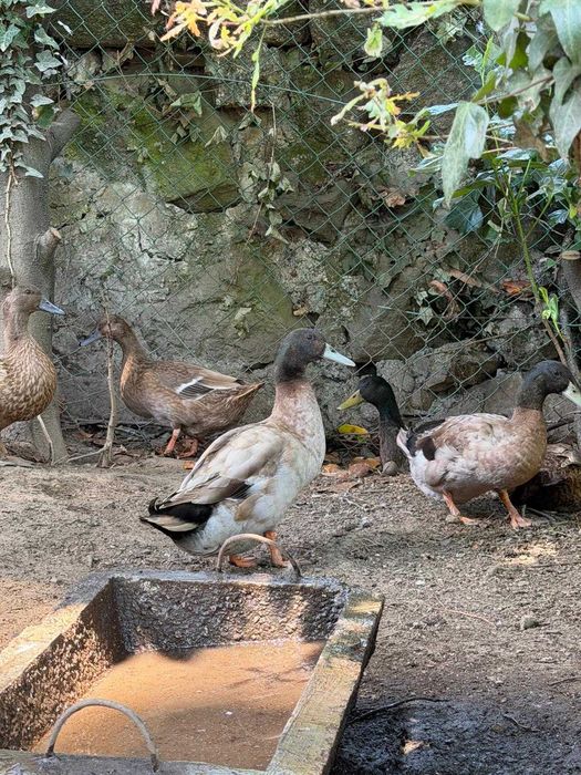 Casais de patos KAKHI CAMPBELL
