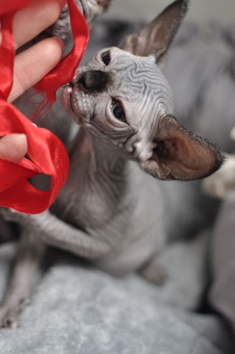 Sfinks kocurek extremalny typ