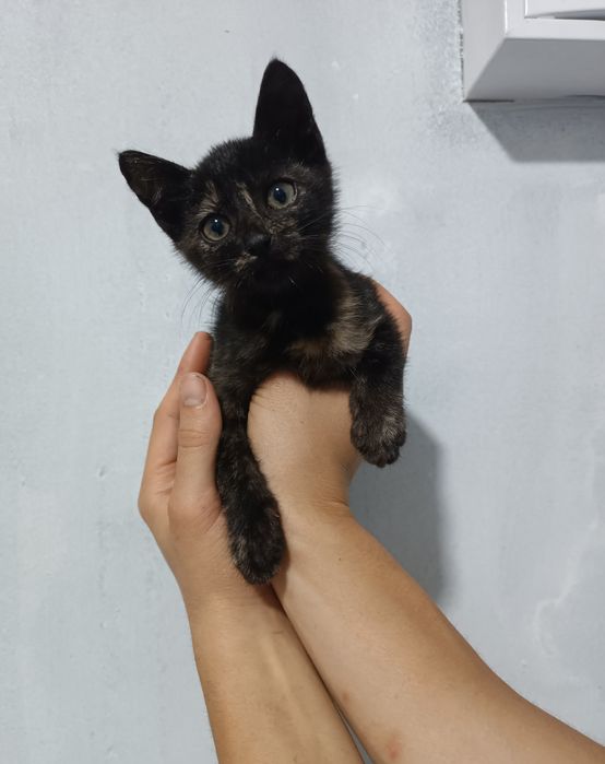 Кошеня дівчинка чорна