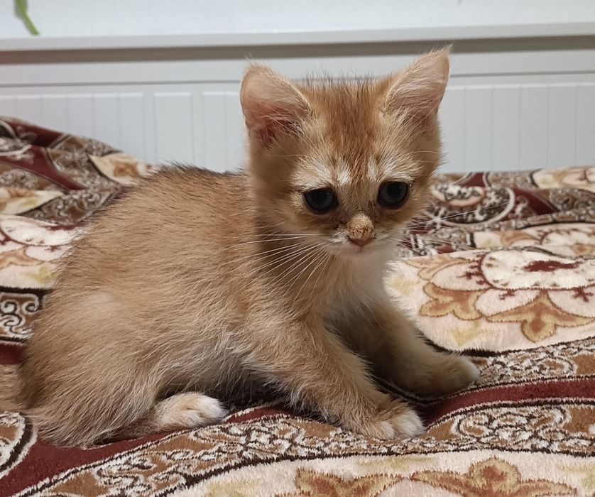 British Shorthair macho