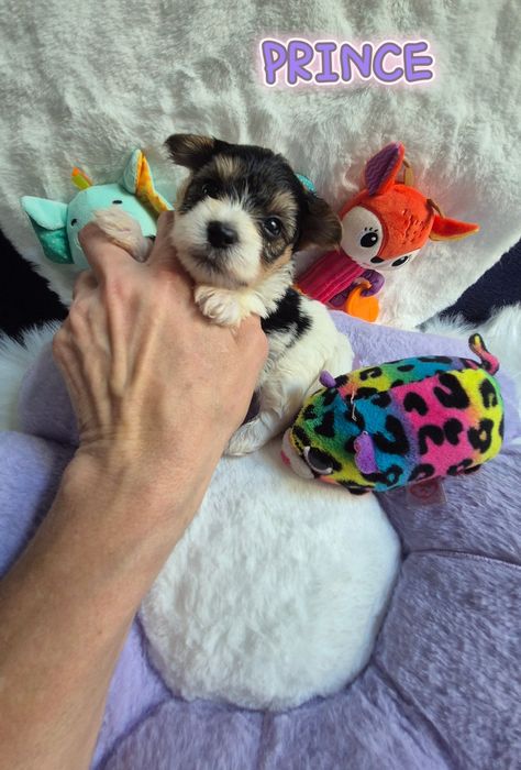 Piesek yorkshire terrier biewer maleńki