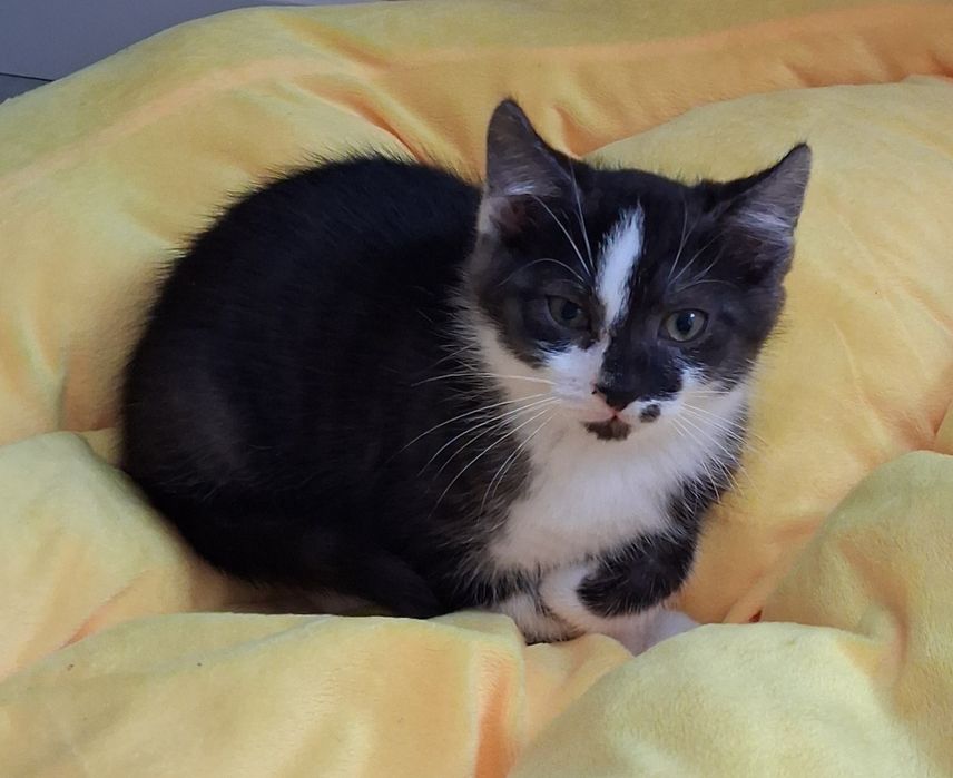 Do adopcji za darmo