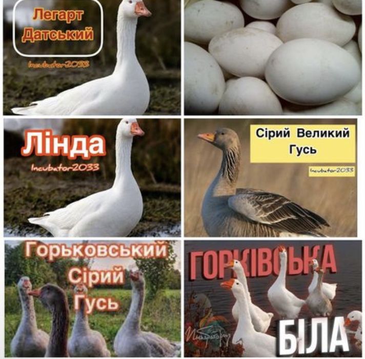 Інкубаційні яйця гусей