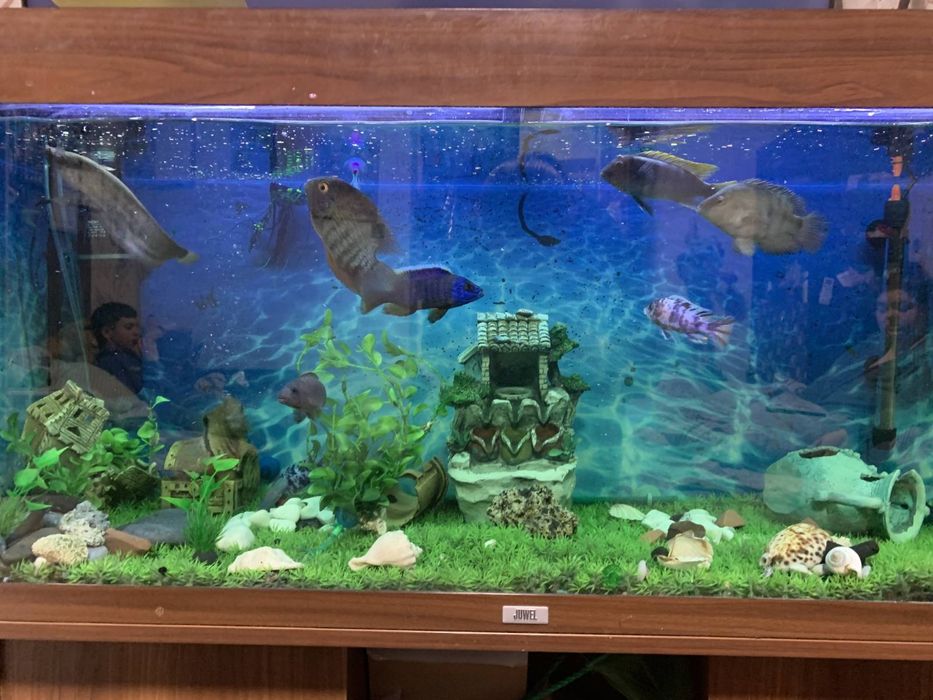 Акваріум діючий ,німецького виробництва