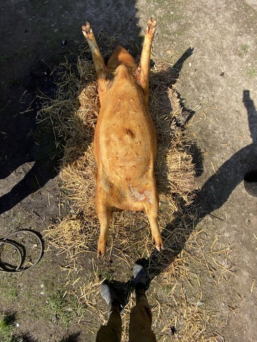 Туши свиней домашние