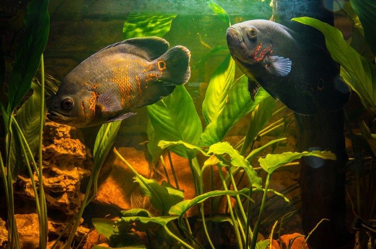 Астронотус , американські цихліди