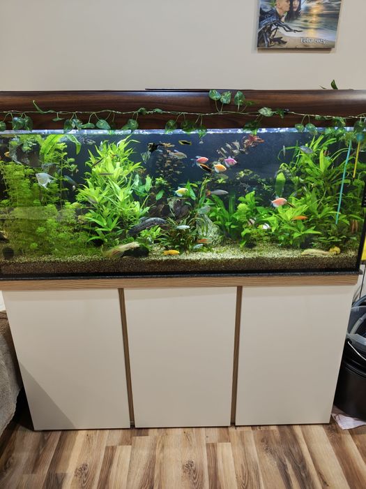 Akwarium 240L diversa + nowa szafka stan idelany