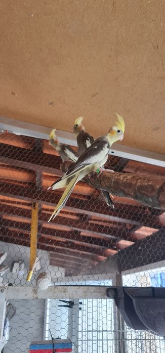Agapornis e Caturras 2026