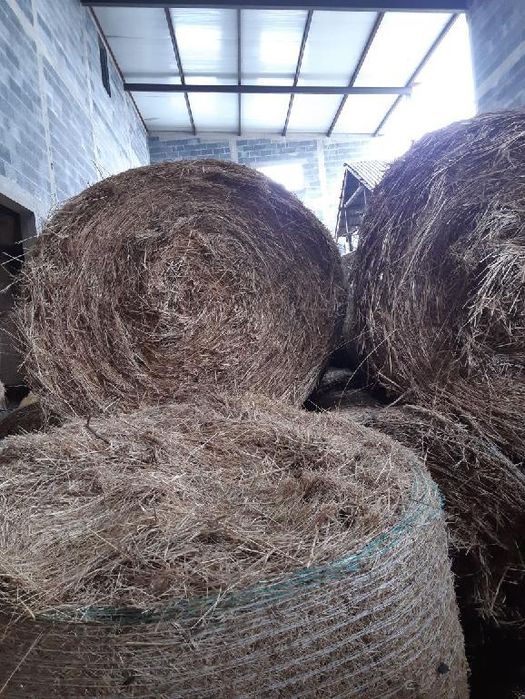 siano w belach plus zyto