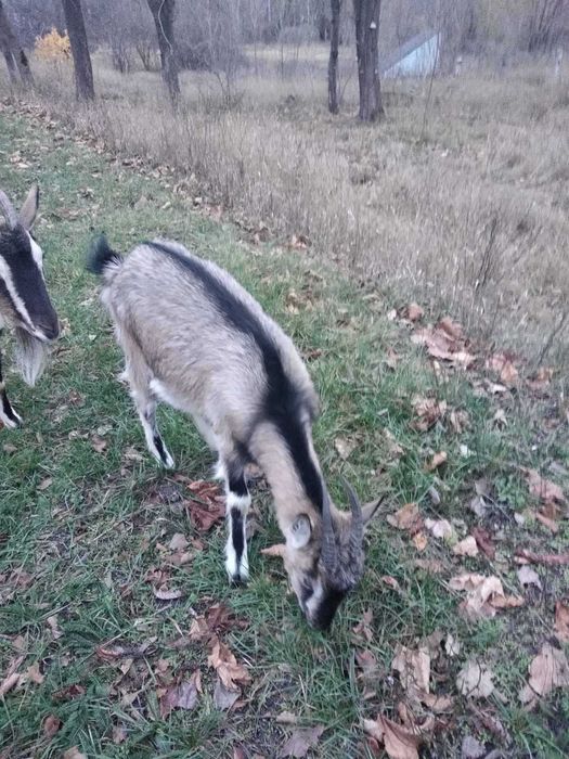 Продаються 4 кози (2 дойні та 2 - вік 9,5 місяців)