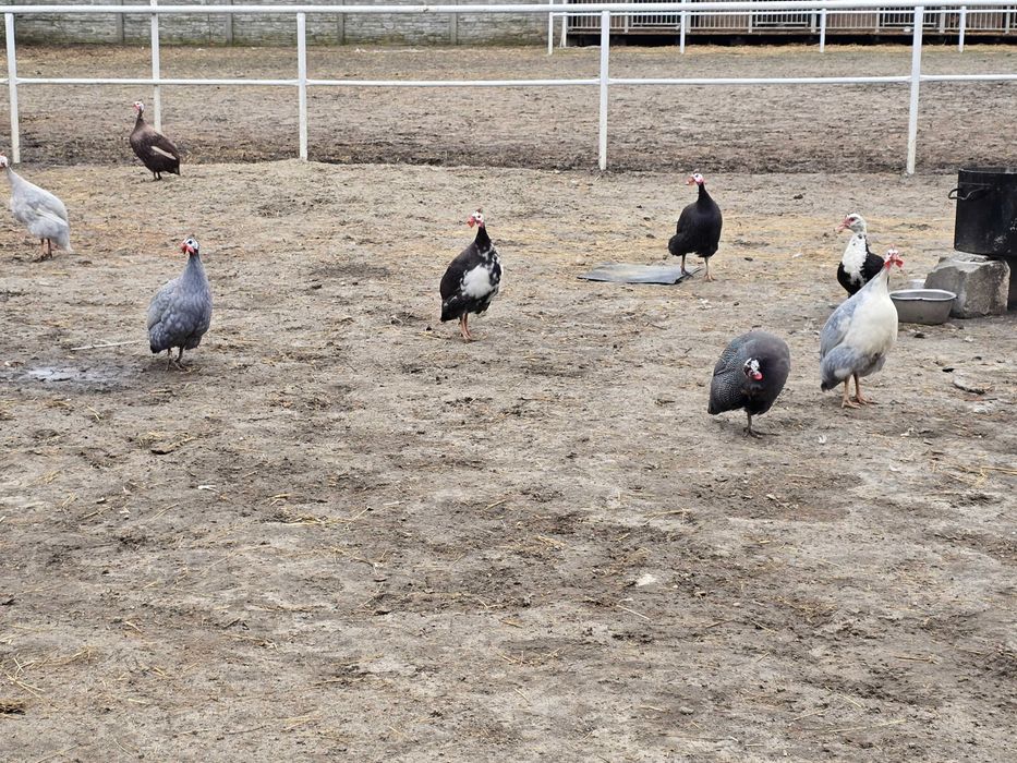 Perliczki roczne samce w różnych kolorach