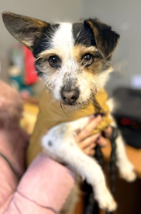 Kochany Cynamonek błaga o dom.