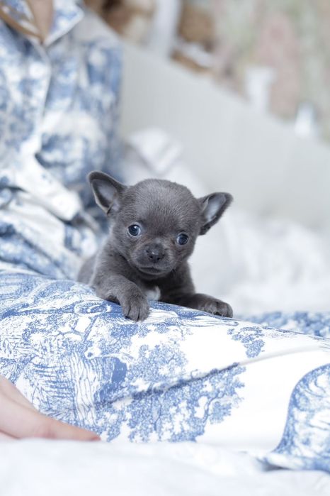 Chihuahua Mini chłopak fci niebieski