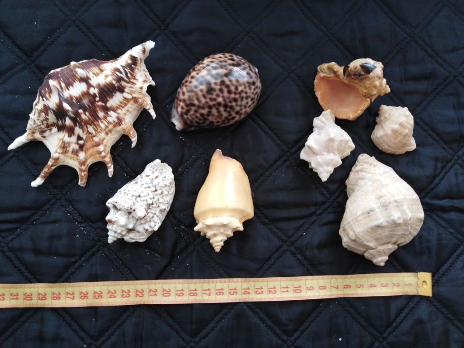 Ракушки океанические,морские