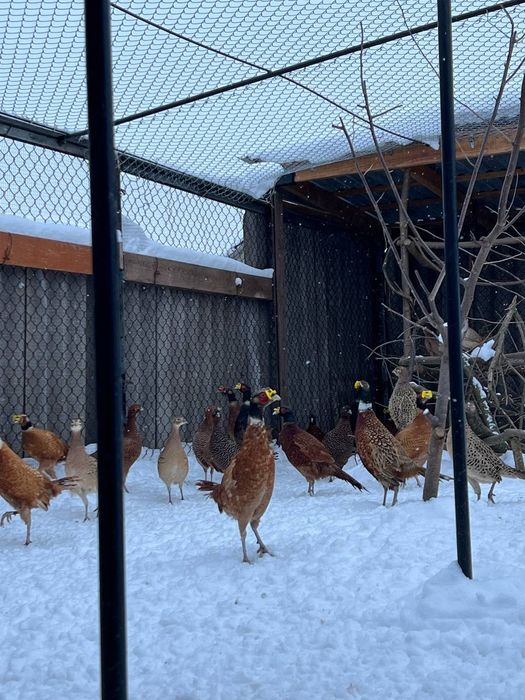 Фазан мисливський