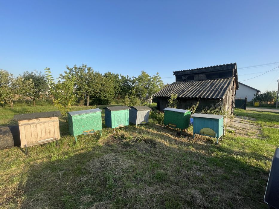 Sprzedam ule wielkopolskie leżaki