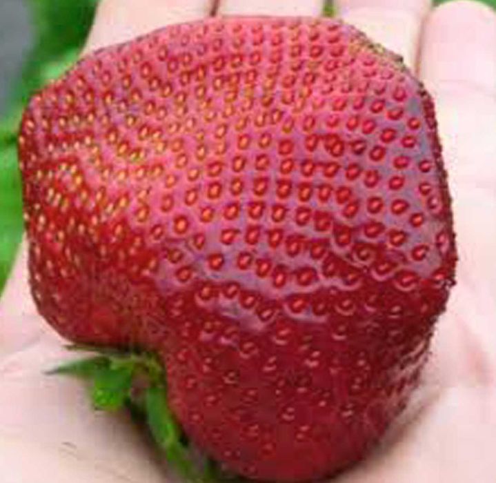 Саджанці полуниці полуниця усмішка strawberry smile.