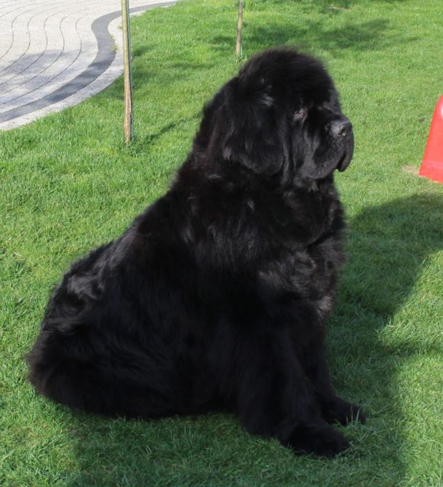 Nowofundlad szczenięta ZKwP FCI