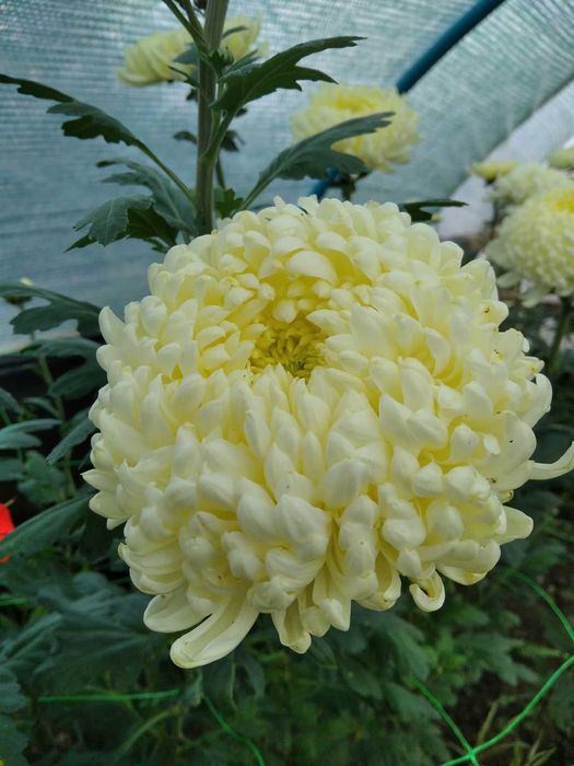 хризантема маточники