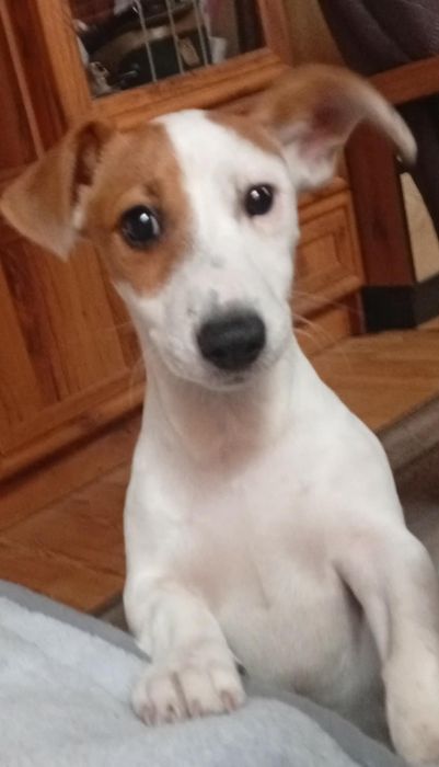 JACK RUSSELL TERRIER z rodowodem - szczeniak urodzony 10.05.2026