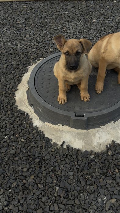Безкоштовно в добрі руки.