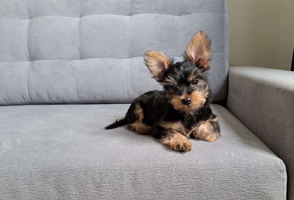 York  Yorkshire  terrier  piesek