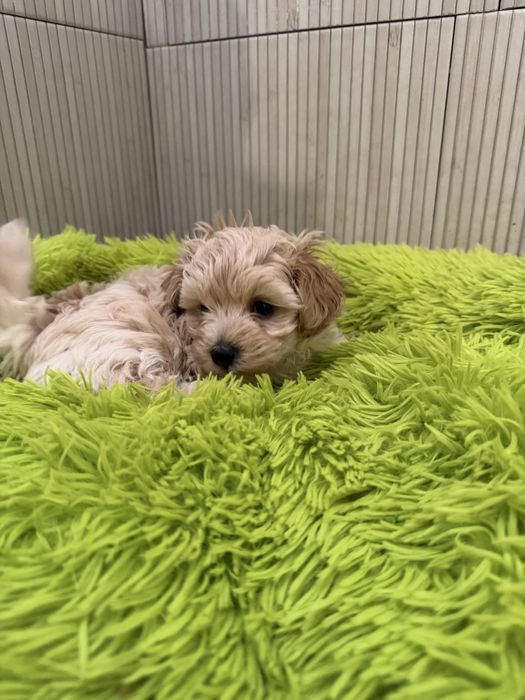 Maltipoo śliczny piesek bardzo malutki