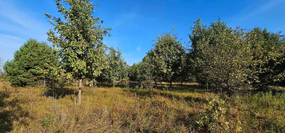 Любимівка, 4 га з лісом, ОСГ