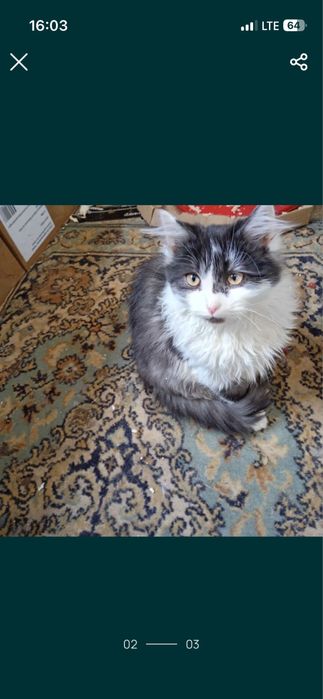 Кошенята шукають дім